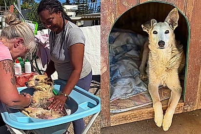 O amor não envelhece: aos 19 anos, cadelinha sênior emociona a internet e mostra a beleza de adotar um cão idoso