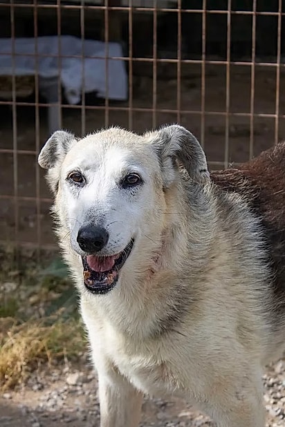 Ela viu muitos cães serem resgatados e adotados.