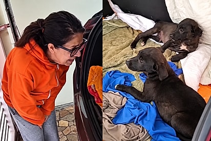“Achei que ia dar ruim”: Rapaz fica com medo da reação da mãe após chegar com mais dois filhotes resgatados