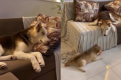 Husky perde a companheira, para de comer e emagrece 5 kg: Até que sua filhotinha resolveu salvar o pai