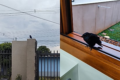 “É só chamar que ele aparece”: chupim livre surpreende ao voltar todos os dias para visitar amiga humana.