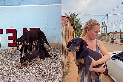 “Três gerações multiplicando”: protetora resgata avó, mãe e filhotes que viviam em situação de vulnerabilidade