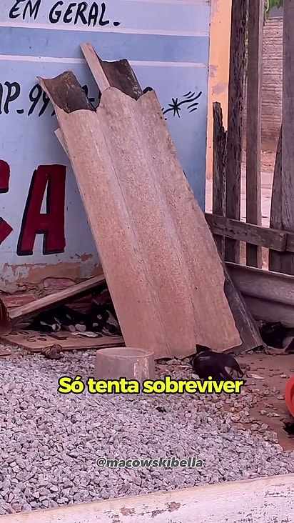 A família vivia na rua há três gerações.