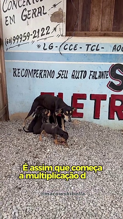 As fêmeas procriavam sem parar.