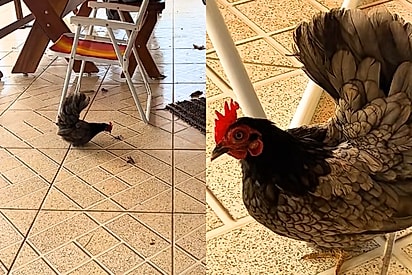 “Minha heroína tem penas!”: Tutora se assusta com aranha gigante mas galinha Romilda salva o dia