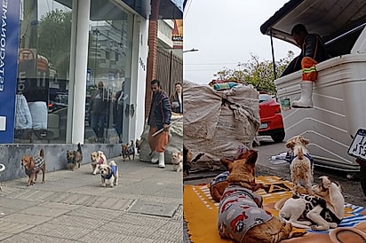 “Nunca estou sozinho”: catador percorre ruas com seus cães e encanta pela parceria com a ‘tropinha’.