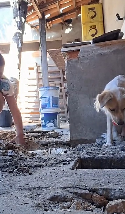 Ao ouvir o choro do filhote vindo da tubulação, a tutora começou a quebrar o chão para tentar alcançá-lo.