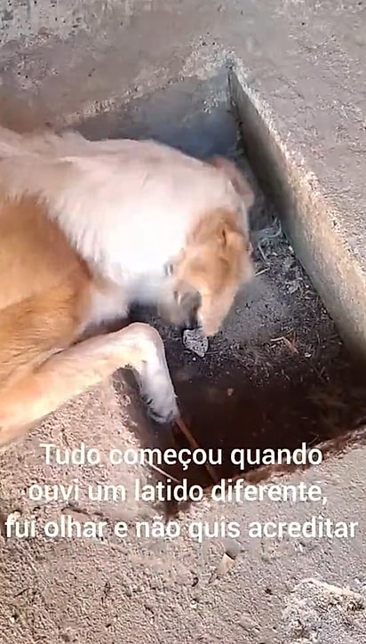 A mãezinha permaneceu por perto durante todo o resgate, aflita com os choros do filhote preso.