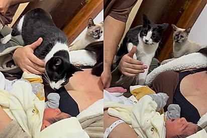 É sério isso Marcia: Gato viraliza por estranhar chegada de bebê