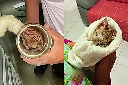 Pequeno guerreiro: após resgate emocionante em tubulação, gatinho ganha família e o nome de Valente
