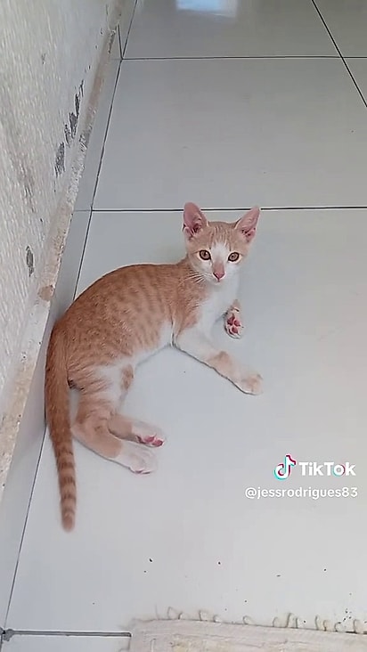 O gatinho já cresceu e está lindo e saudável.