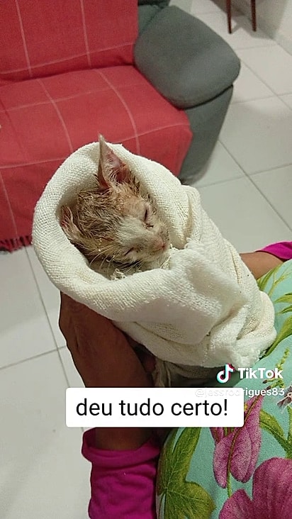 Ele foi adotado pela dona da casa.