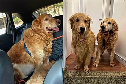 Família decide mudar de residência para garantir mobilidade e bem-estar ao cão resgatado na velhice