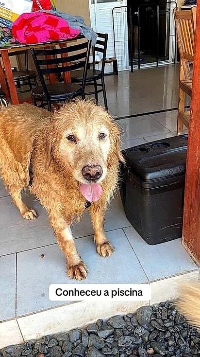 O cão já está adaptado ao novo lar.
