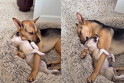 ‘Isso é tão doce’: cachorro grandão pensa que filhote recém adotado é seu bebê