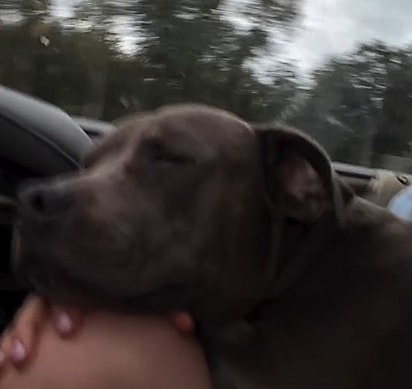 A família adotou o pitbull.