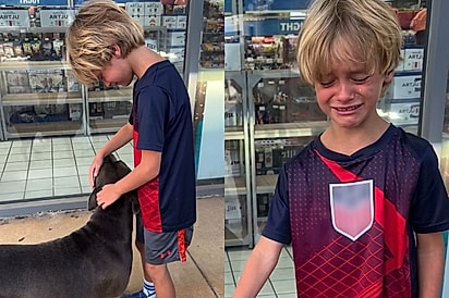Não podemos deixar ele aqui: Menino não consegue parar de chorar após encontrar cão pitbull abandonado em posto de combustível.