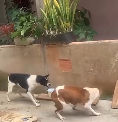 A cadela precisava disputar alimento com outros cães.