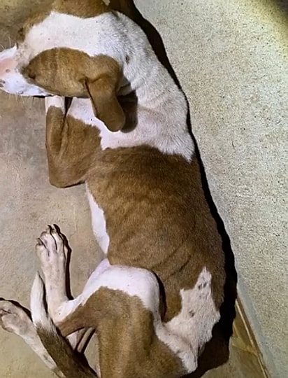 A pitbull Rubi estava muito magra. 