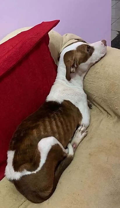 Rubi ganhou um banho e passou a primeira noite em segurança, em um sofá quentinho.