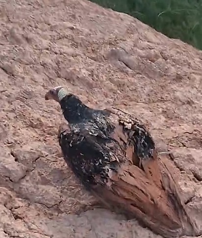 Com as asas pesadas pelo barro, o urubu ficou impossibilitado de voar.