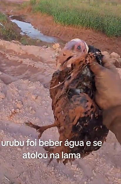 Mesmo assustado, o urubu acabou permitindo que Ivan se aproximasse para ajudá-lo.