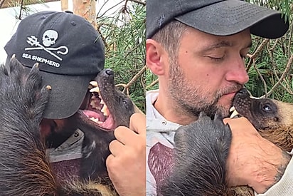 Homem pega animal considerado um dos mais ferozes do mundo e enche de beijos