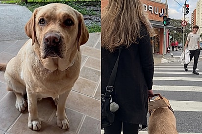 “Ele é meus olhos”: mulher mostra como cão-guia transforma sua rotina e devolve liberdade.