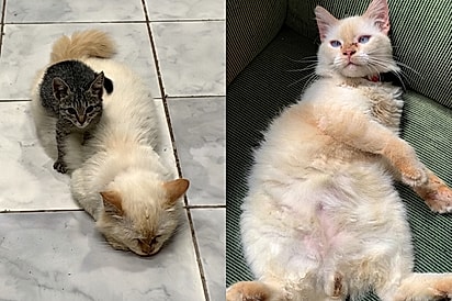 Gato macho que cuidava de filhotes órfãos em abrigo é adotado, mas adoece de saudade de seus bebezinhos.