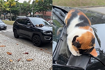 Gata esconde rostinho para tentar dormir em cima de carro aleatório, só ela não imagina o que motorista seria capaz de fazer com ela 