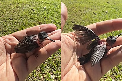 “O Beija-flor voou, mas não como eu gostaria”: Após 98 dias cuidando de ave, veterinário dá triste notícia aos seguidores