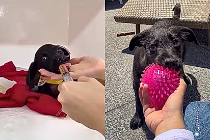 A história dele parece um filme: o cão mais forte que abrigo já conheceu até hoje só não superou um problema