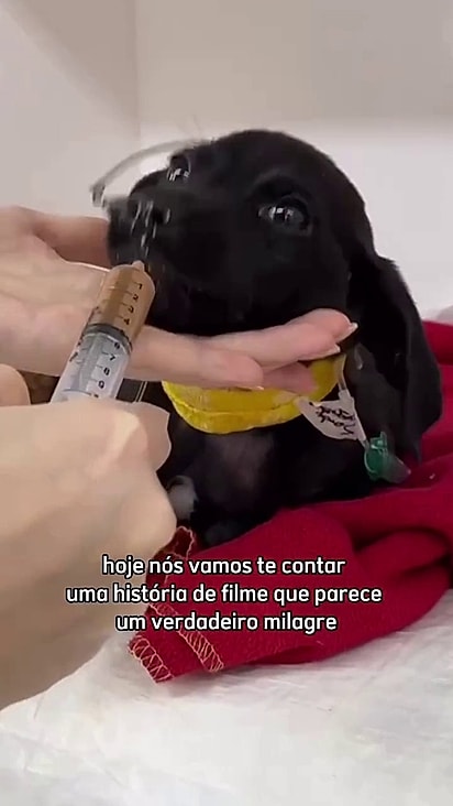 Ele era muito pequeno quando foi resgatado.