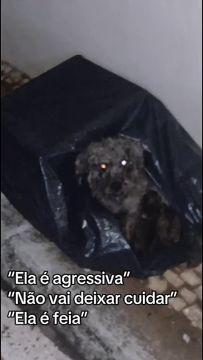 A cachorrinha estava assustada e protegendo os filhotes.