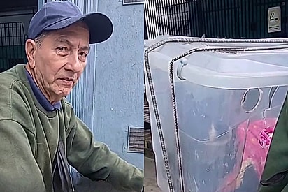 Transporte adaptado em bicicleta revela dedicação a animal doente e sensibiliza protetora em São Paulo