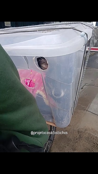 A cachorrinha fica comportada na caixa.