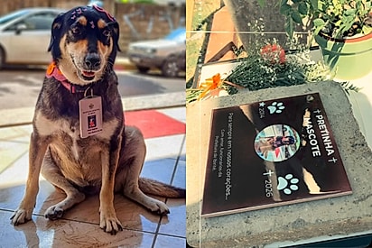 Cachorrinha resgatada das ruas ganha crachá, vira mascote da Prefeitura e recebe homenagem após 12 anos de amor.