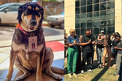 Cachorrinha resgatada das ruas ganha crachá, vira mascote da Prefeitura e recebe homenagem após 12 anos de amor.