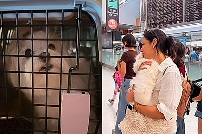 Família fica arrasada após na última hora não conseguir embarcar com cachorrinha