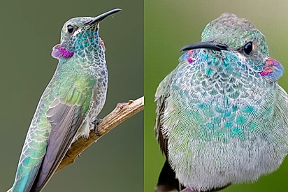 ‘Obrigada por nos proporcionar tal experiência’: Fotógrafo captura fotos de beija-flor de orelha violeta e encanta 7 milhões de pessoas.