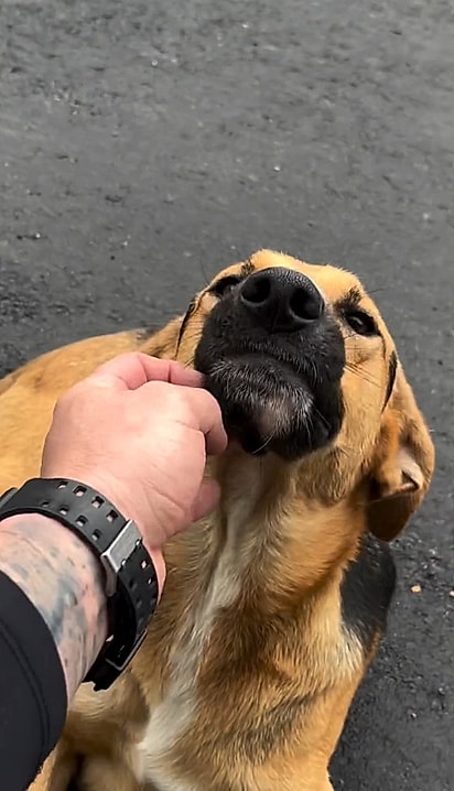 Paçoca é uma cachorrinha muito dócil.
