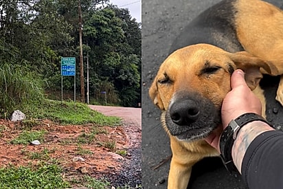 “Quer ir pra casa?”: Ciclista sai sozinho para pedalar e volta com uma cachorrinha para casa.
