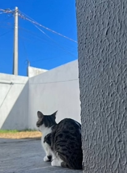 A gata Lua ansiosa pela chegada do seu mini humano.