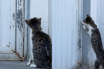 Gata Nazaré não para de olhar para a rua esperando bebê voltar do hospital após criança ficar pela primeira vez longe de casa.
