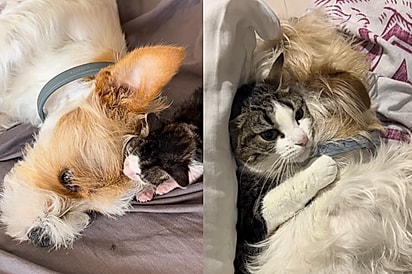 Cachorro que não gosta de gatos ensina gatinha da família a ser cachorro 