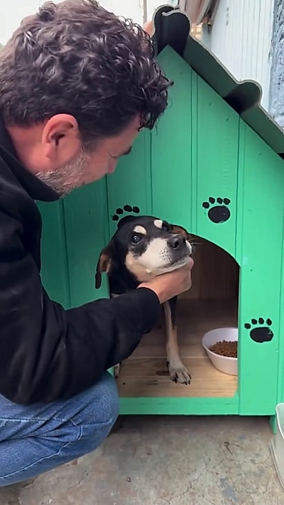 Os cães gostaram das casinhas.