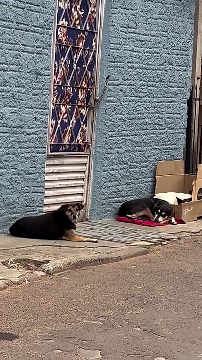 Os animais são alimentados pelos moradores.