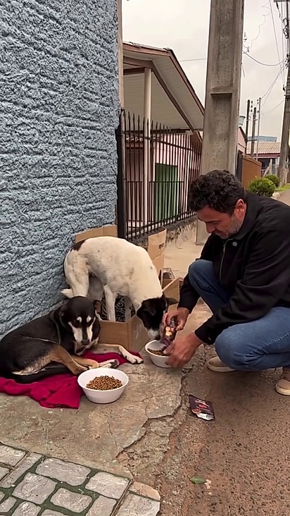 Os cães tinham abrigo improvisado que não comportava a todos.