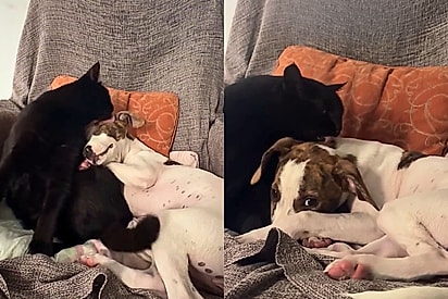 Cachorrinha vira-lata vive a vida dos sonhos após ser adotada e gata da família o tratar como filha
