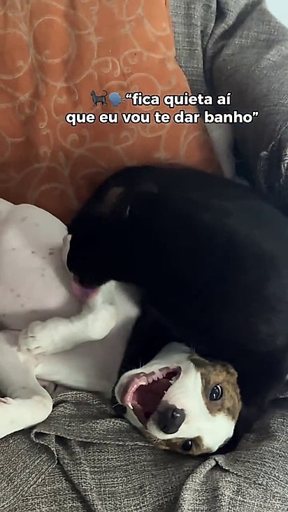 Maria aprendeu a conviver com felinos.
